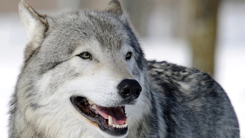 The Wolf, dog, wolves, endangered, fierce, canine, wolf, wild HD wallpaper