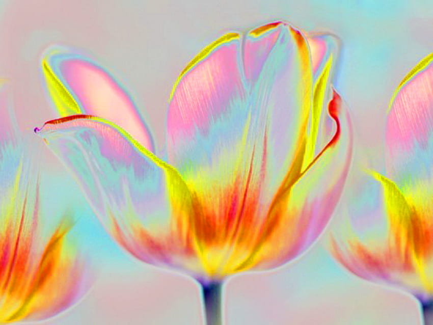On the way, blue, tulip, abstract, colors, spring HD wallpaper