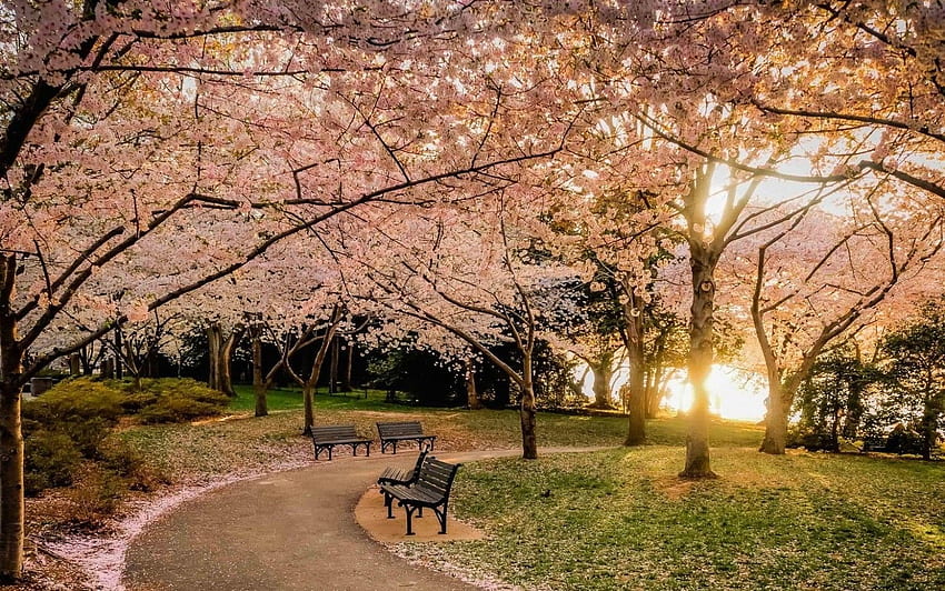 nature, Landscape, Park, Lawns, Bench, Trees, Sunset, Cherry Blossom, Flowers, Path, Pink / and Mobile Background HD wallpaper
