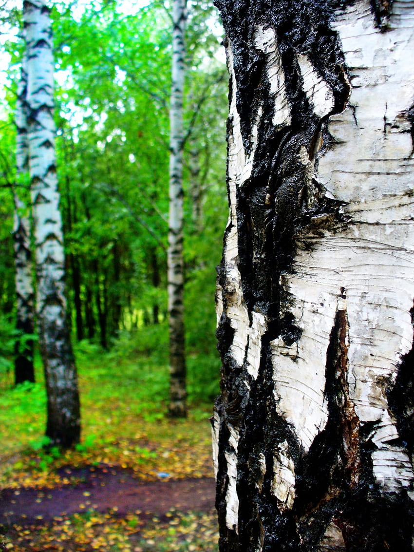 Landscape, Trees, Birches HD phone wallpaper