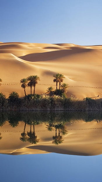 Sahara+Desert+Animals+and+Plants, libya HD wallpaper | Pxfuel