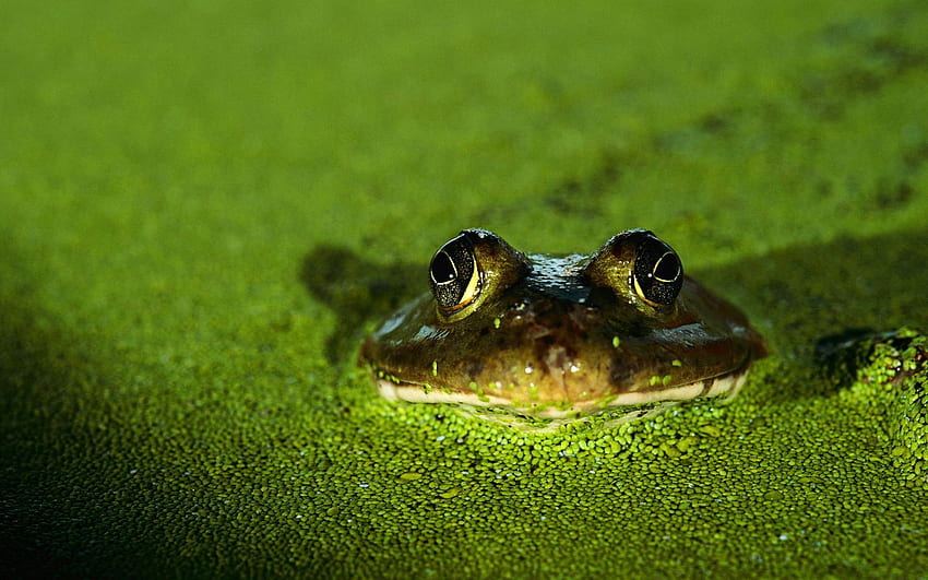 Animals, Frog, Toad HD wallpaper