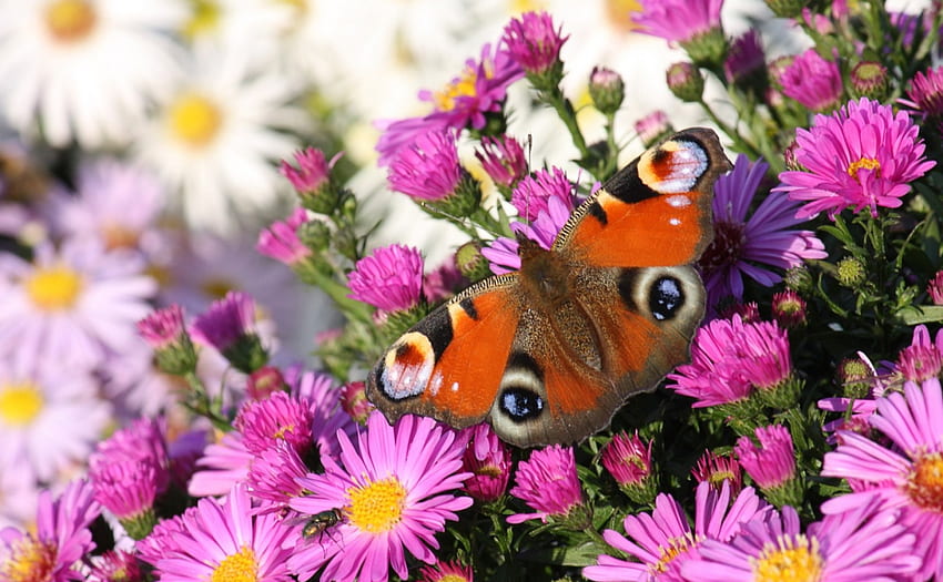 The Peacock Butterfly, pink, white, peacock butterfly, flowers, spring, daisies HD wallpaper