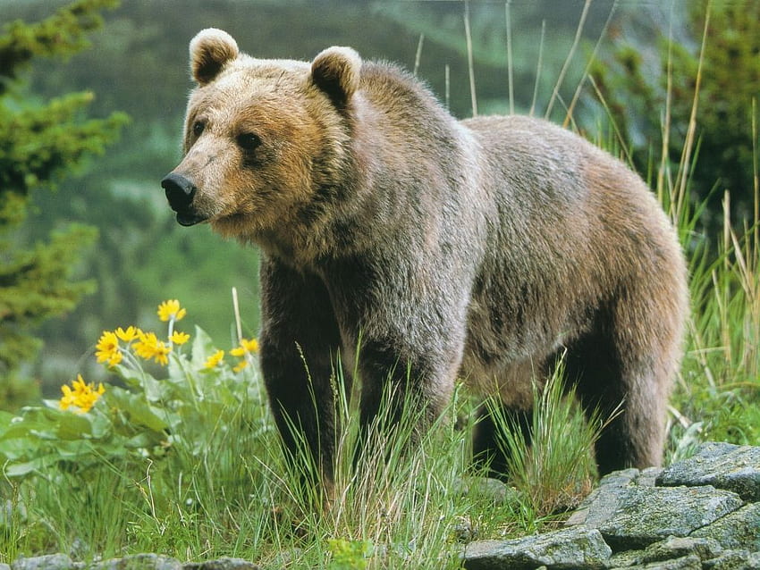 Bär - Erwachsener Grizzlybär, cooler Bär der amerikanischen Ureinwohner HD-Hintergrundbild