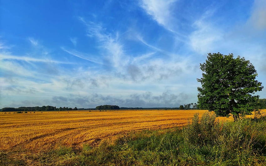Окосено царевично поле, Латвия, небе, поле, дърво HD тапет