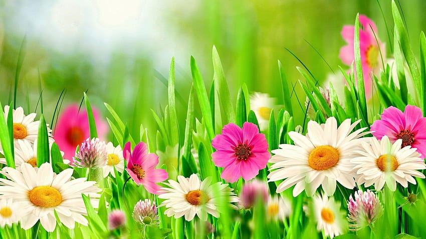 piękna wiosna. 2021 na żywo. Wielkanoc, okładka Fb, okładka Facebooka, piękny wiosenny kwiat Tapeta HD