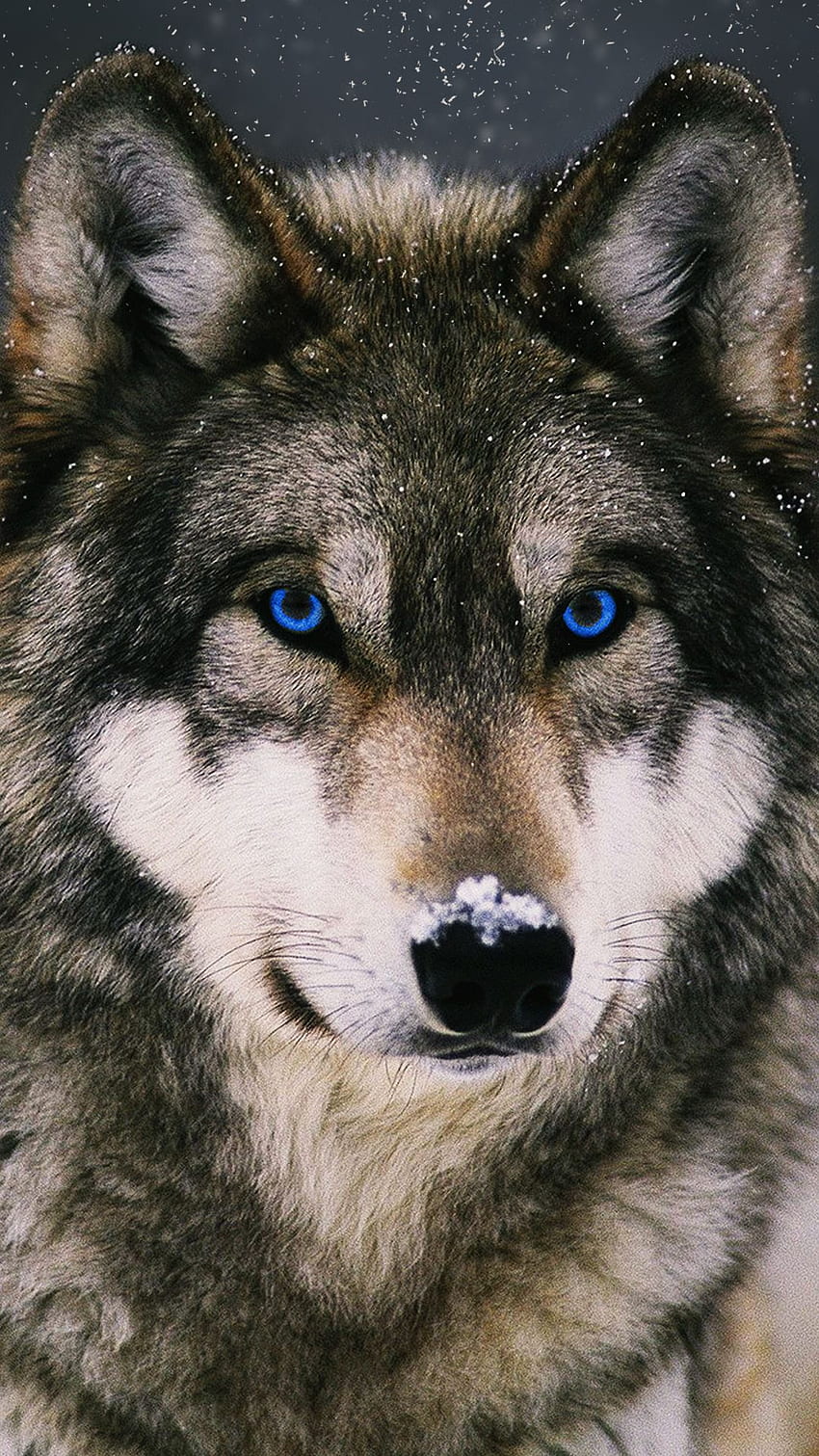 Mein bestes Telefon - Wolf für Handys HD-Handy-Hintergrundbild