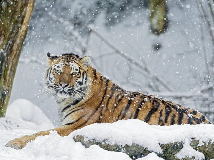 雪の中の虎、雪片、虎、動物、雪、大きな猫 高画質の壁紙