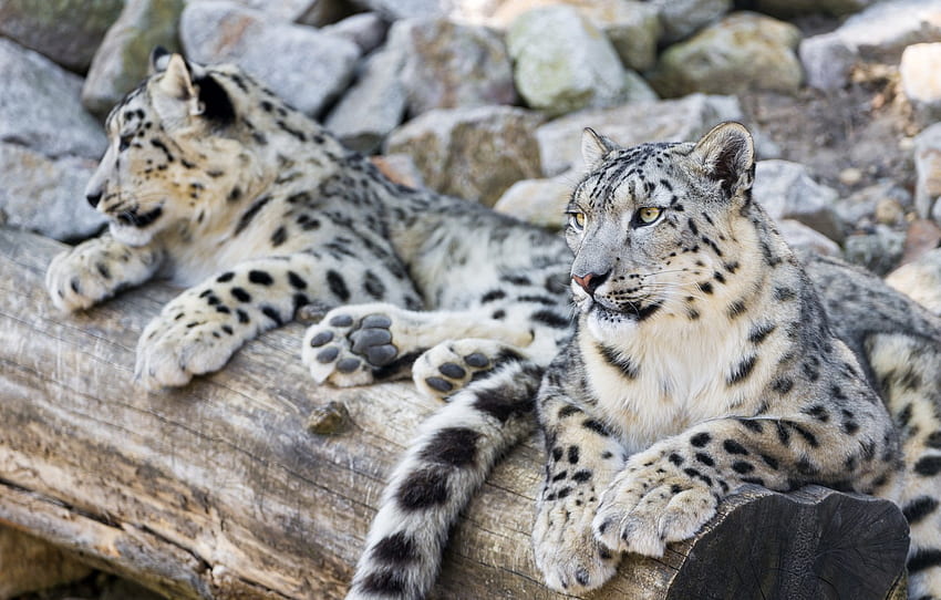 zostań, drapieżnik, rodzina, para, IRBIS, pantera śnieżna dla , sekcja кошки, Leopard Family Tapeta HD