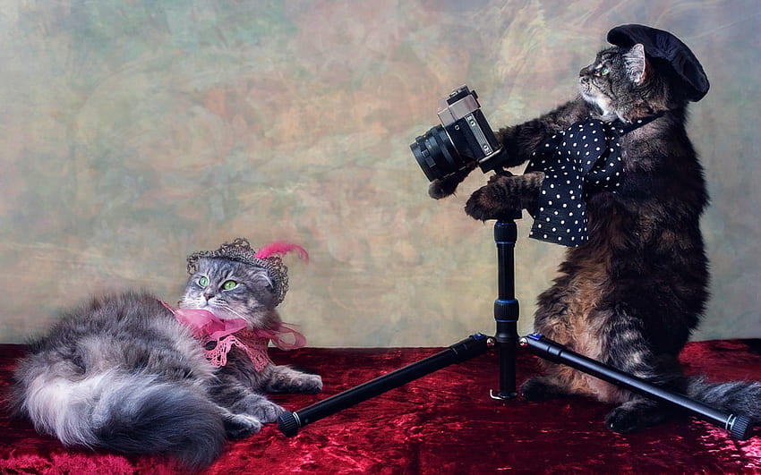 Cat Shoot, daykiney, cute, cat, pisica, pink, shoot, couple, funny, hat HD wallpaper