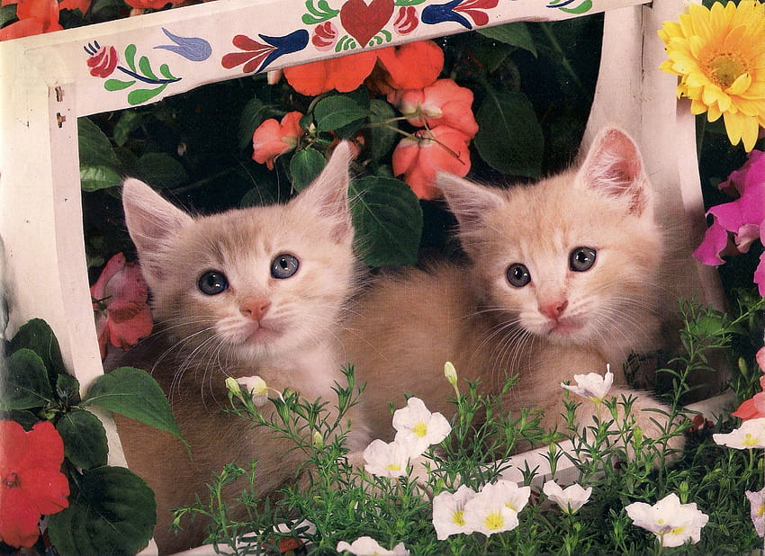 Таби котенца, кутия, близнаци, сладки, цветя, таби, котенца HD тапет