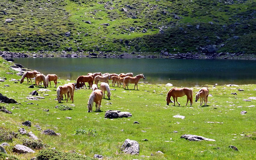 Коне на паша в долината Val d'Ultimo, Италия, долина, езеро, трева, коне HD тапет