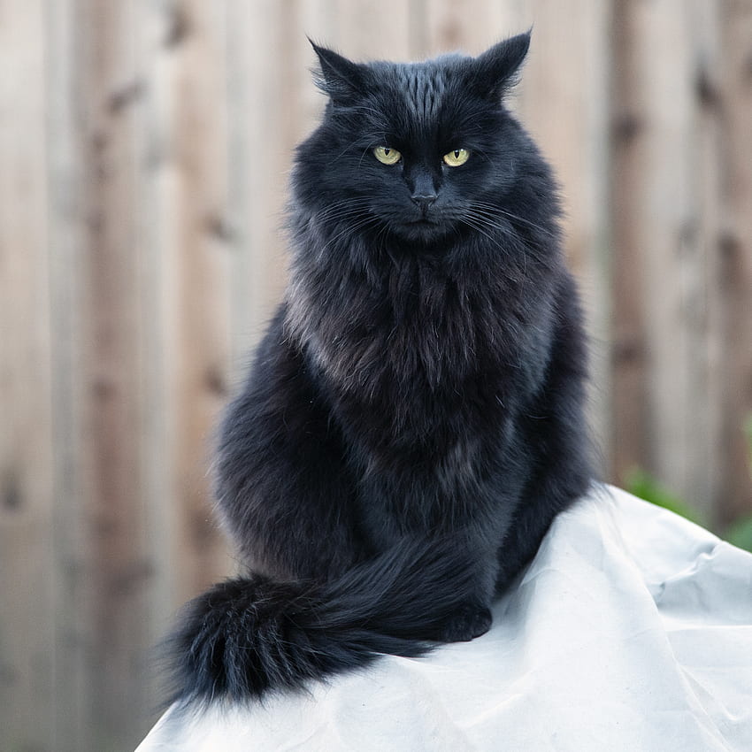 Tiere, Katze, flauschig, Anblick, Meinung, schwarze Katze, wütend HD-Hintergrundbild