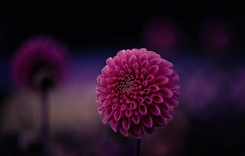 flower, purple, macro, background, focus, petals, Dahlia HD wallpaper