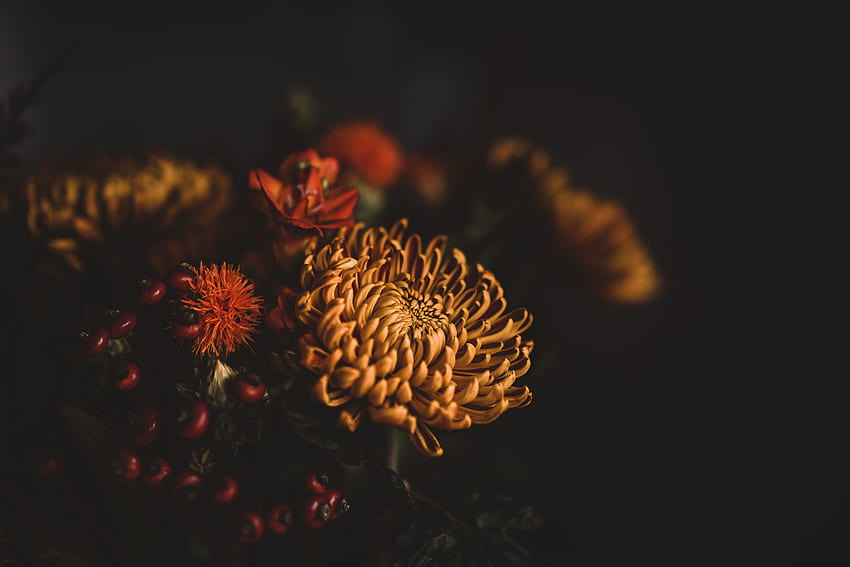 Blumen, Dunkel, Blumenstrauß, Komposition HD-Hintergrundbild