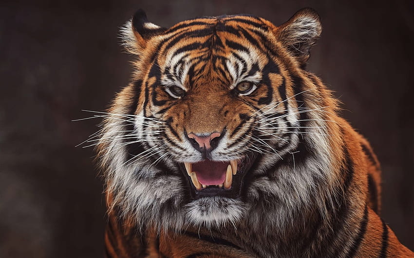 Tiger, Gesicht, offener Mund, Zähne, schwarzer Hintergrund HD-Hintergrundbild