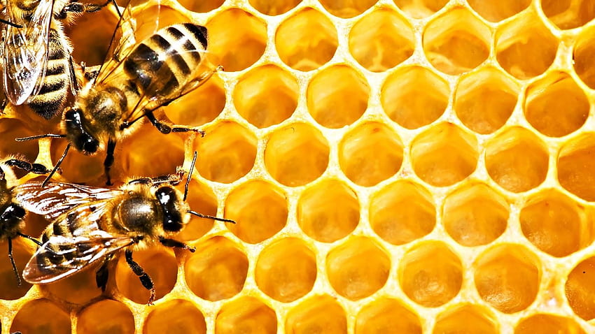 Sarang lebah Wallpaper HD