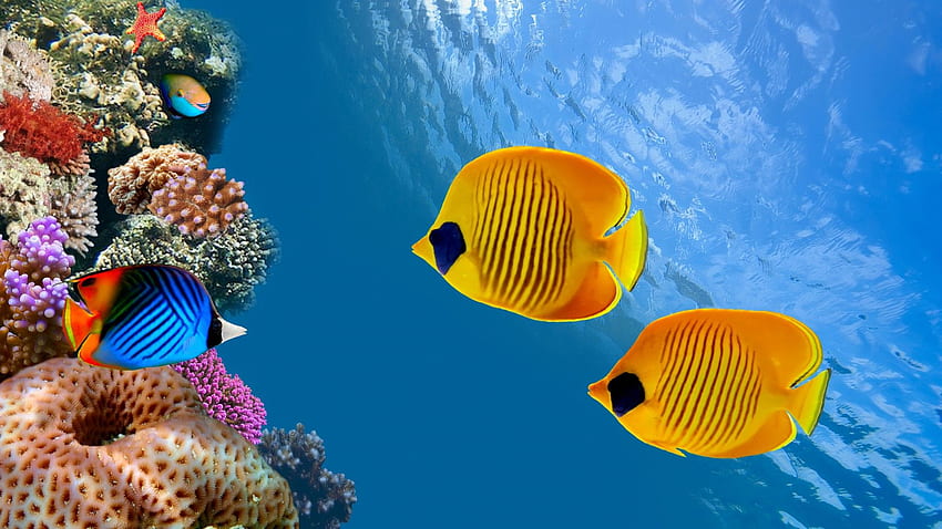 Fish, , , , diving, tourism, Cocos Island, Costa Rica, Magnetic Island, Australia, Ambergris Caye, World's best diving sites, Travel, Arowana Fish HD wallpaper