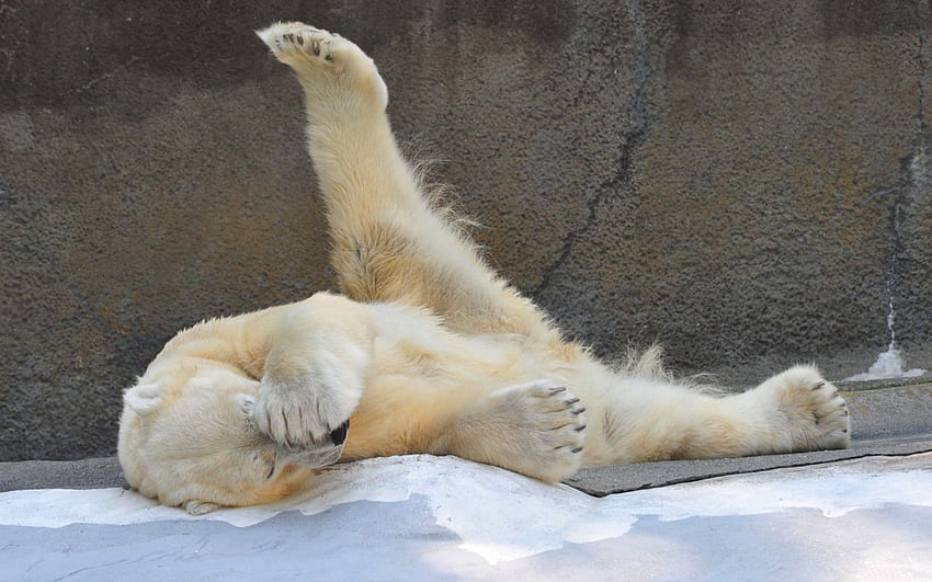 Animals, To Lie Down, Lie, Beautiful, Playful, Polar Bear HD wallpaper