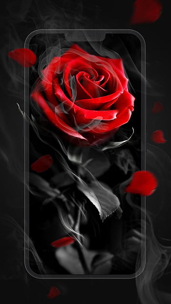 Red rose live HD wallpapers | Pxfuel
