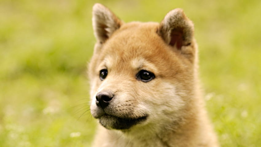 Simpatico cucciolo di shiba-inu, animale, cane, cucciolo, animale domestico, shiba inu Sfondo HD