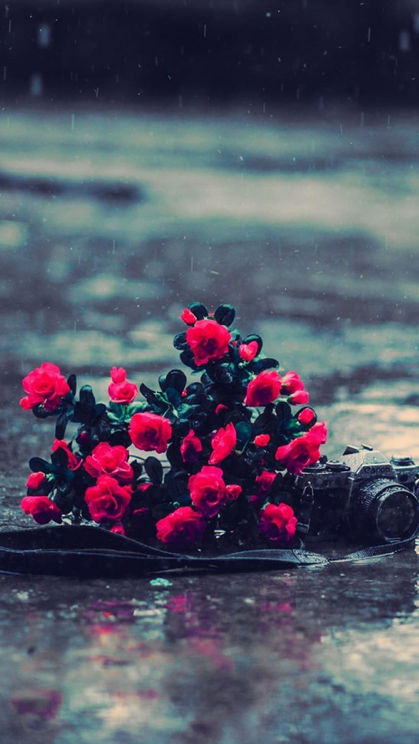 Red Flowers Rainy Day iPhone 6  6 Plus And iPhone  Flower Rainy Day Rain  HD phone wallpaper  Pxfuel