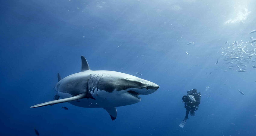 Scuba Diving W Sharks e fundo, Scuba Diver papel de parede HD