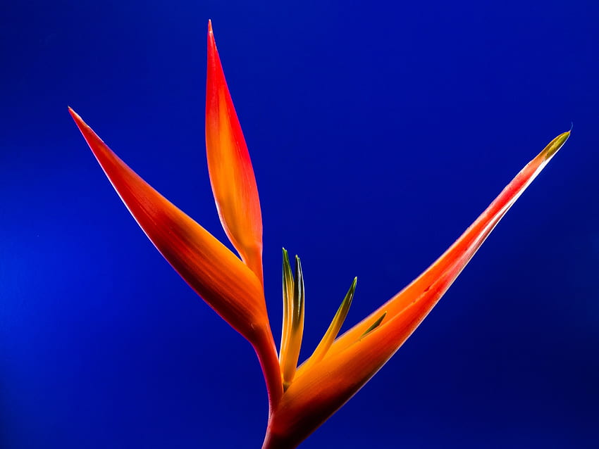 / strelitzia fleur fleur rouge orange jaune Fond d'écran HD