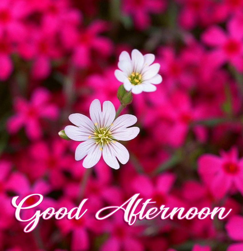 Fleurs mignonnes et adorables du bon après-midi - Bonjour, beau bon après-midi Fond d'écran de téléphone HD