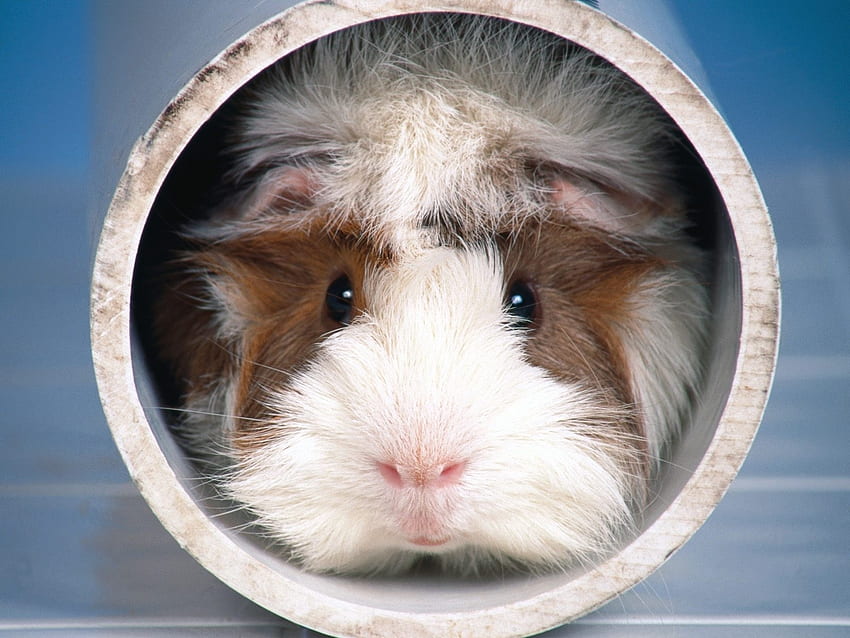 Animals, Rodents, Guinea Pigs HD wallpaper