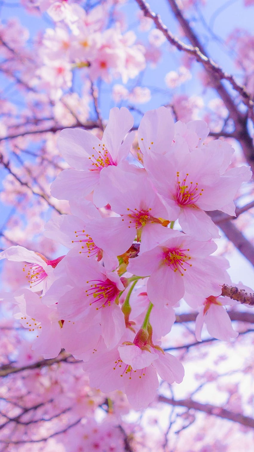 Сакура, цветя, цъфтеж, пролет, розово - череша, японски цветя HD тапет за телефон