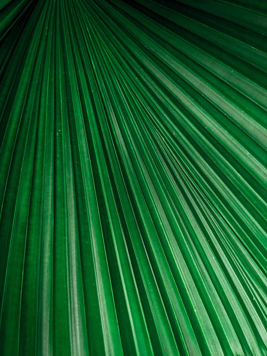 Plant, Macro, Sheet, Leaf, Stripes, Streaks, Veins HD phone wallpaper
