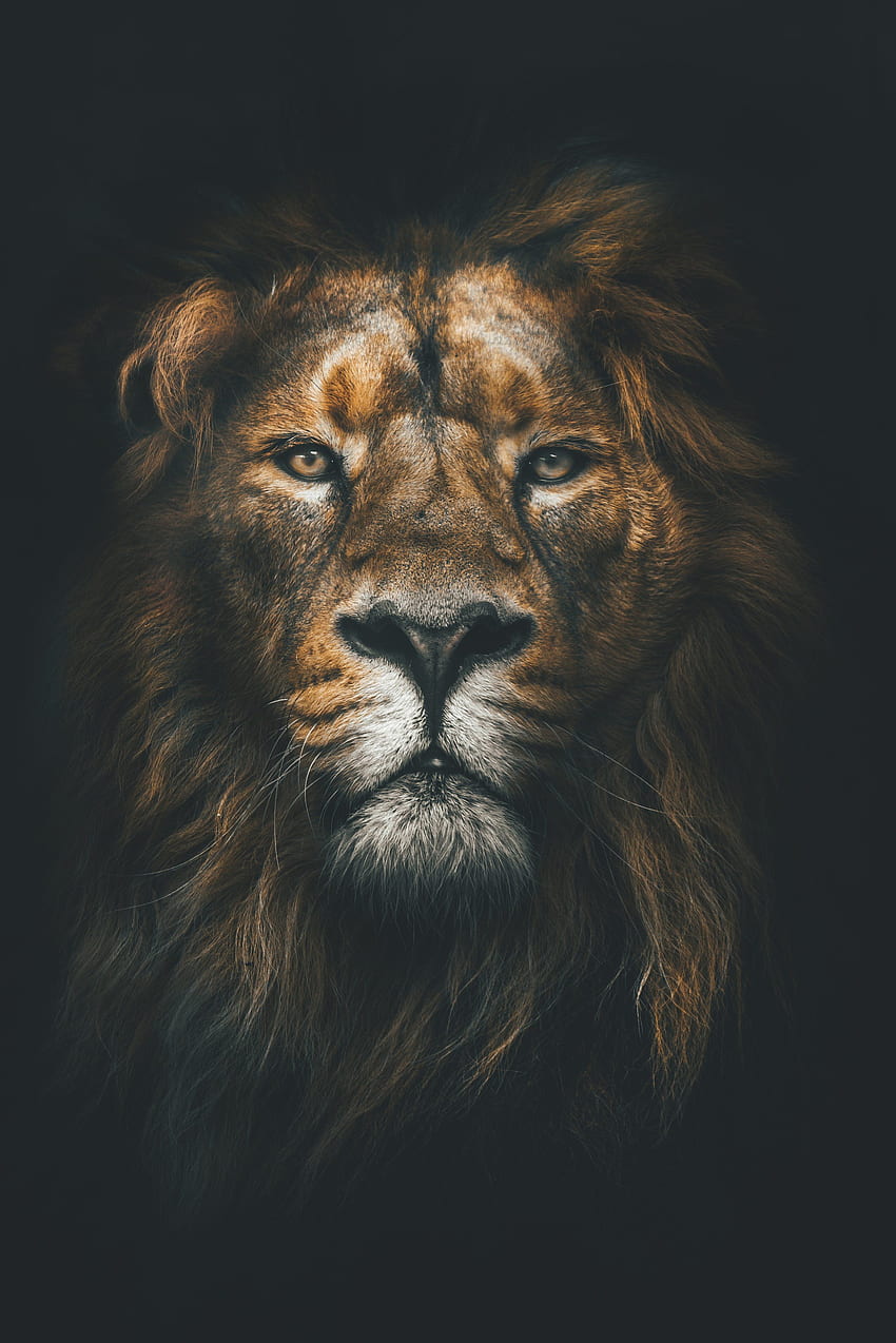 Be Brave Because The Lord Is On Your Side. Lion, Brave iPhone HD phone wallpaper