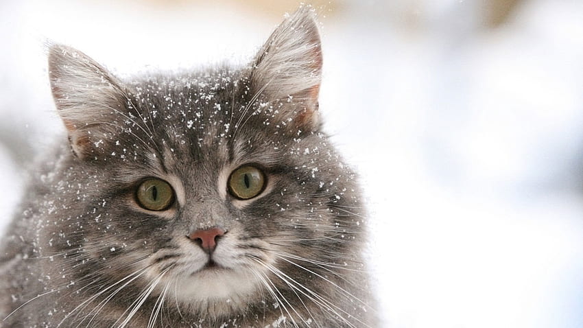 Siberian cat in the snow and [] for your , Mobile & Tablet. Explore Cats in Snow . Snow Leopard HD wallpaper