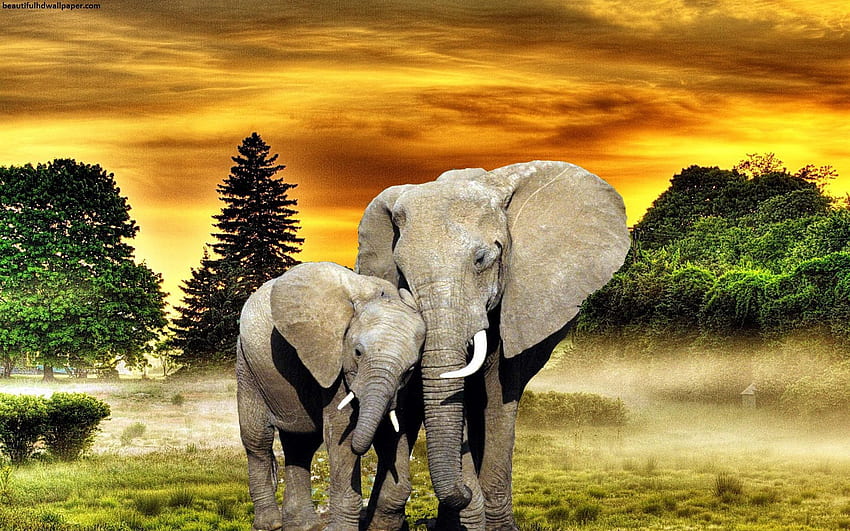숲에서 아름 다운 코끼리입니다. 아름다운 . 코끼리, 동물, 아름다운 동물 HD 월페이퍼
