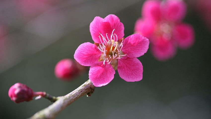 Pink, Flower, Plant, Macro, Bloom, Flowering HD wallpaper