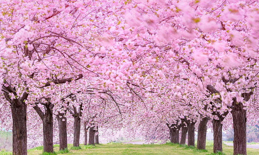 Spring Apple Blossom Forest Mural, Apple Blossom Tree HD wallpaper