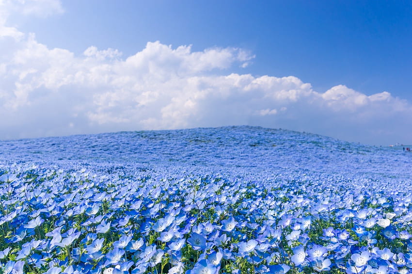 *** Field in blue *** ฟ้า ทุ่ง ดอกไม้ ธรรมชาติ ดอกไม้ วอลล์เปเปอร์ HD