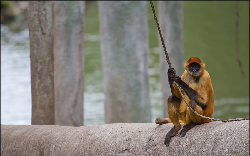 Klammeraffe, Affe, Tiere, Spinne, Primaten, Zoo HD-Hintergrundbild