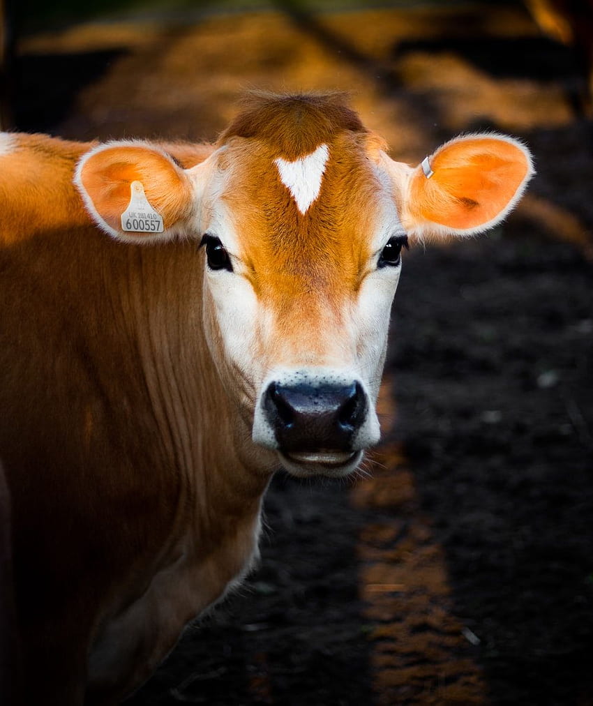 Baby Cow In The Field Stock Photo - Download Image Now - Calf, Domestic  Cattle, Cow - iStock