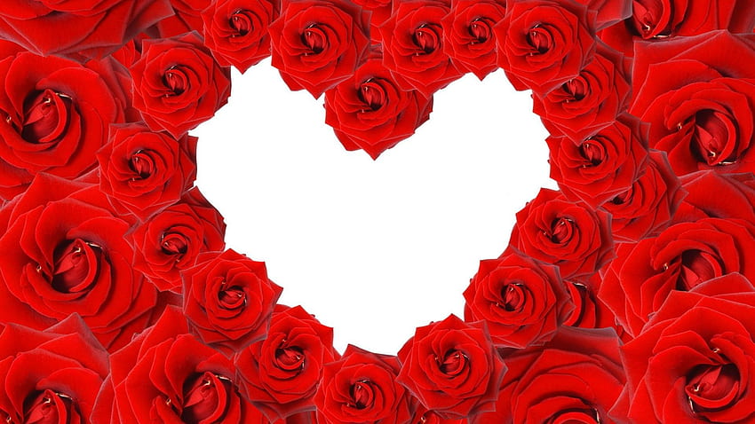 Love Червени рози във формата на сърце на бял фон. Роза HD тапет