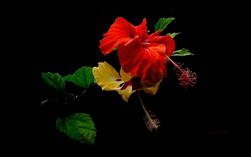 Hibiscus, Flowers, Yellow, Red HD wallpaper