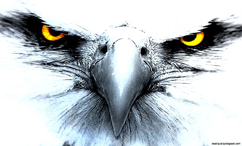 Eagle 3D - golpe, Native Eagle fondo de pantalla