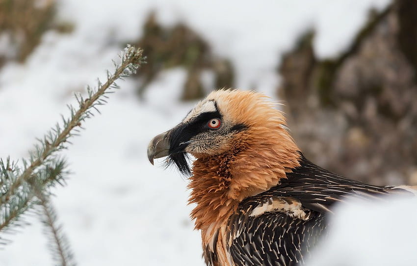 winter, snow, bird, Grif, Bearded Vulture HD wallpaper
