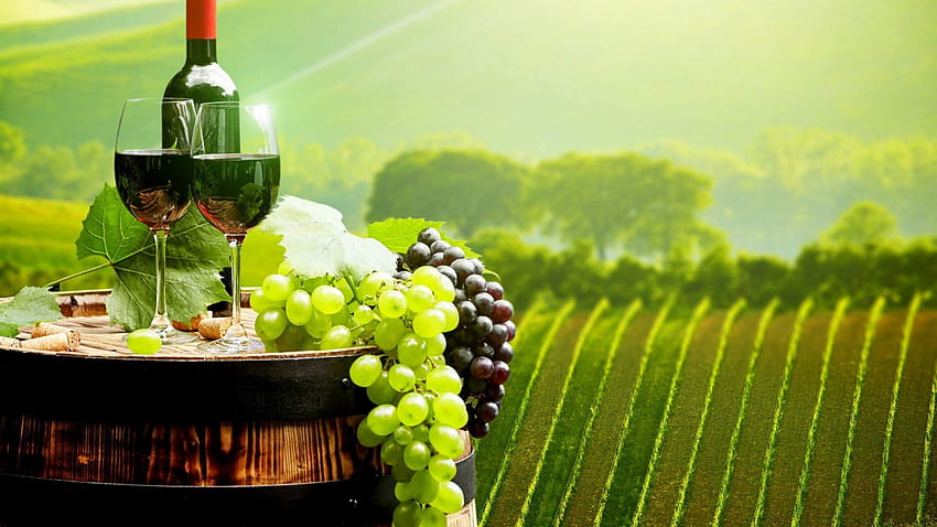 Harvest time, vineyard, hills, field, grapes, landscape, hill, wine HD wallpaper