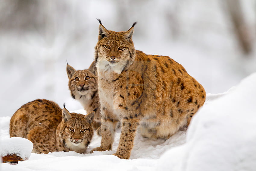 Lynx Eurasia (Lynx lynx) - Lisensi, atau cetak seharga £12,40. Wallpaper HD