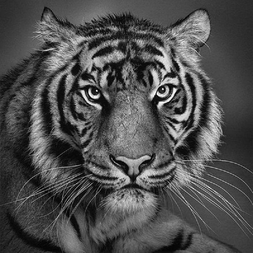 Stripes, pencil, tiger, black and white HD wallpaper