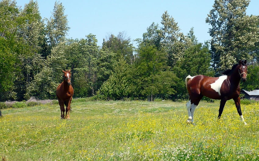 dos caballos en ranúnculos, caballos, rural, campo, washington, granja, panorámica, país fondo de pantalla
