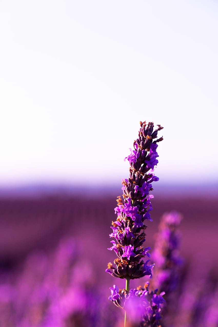Lavender Flower, Minimalist Lavender Flowers HD phone wallpaper