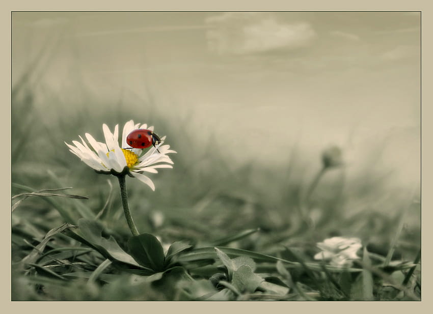 Daisy & Lady Bug, biedronka, sztuka, biały, pole, stokrotka, kwiat, ładny Tapeta HD
